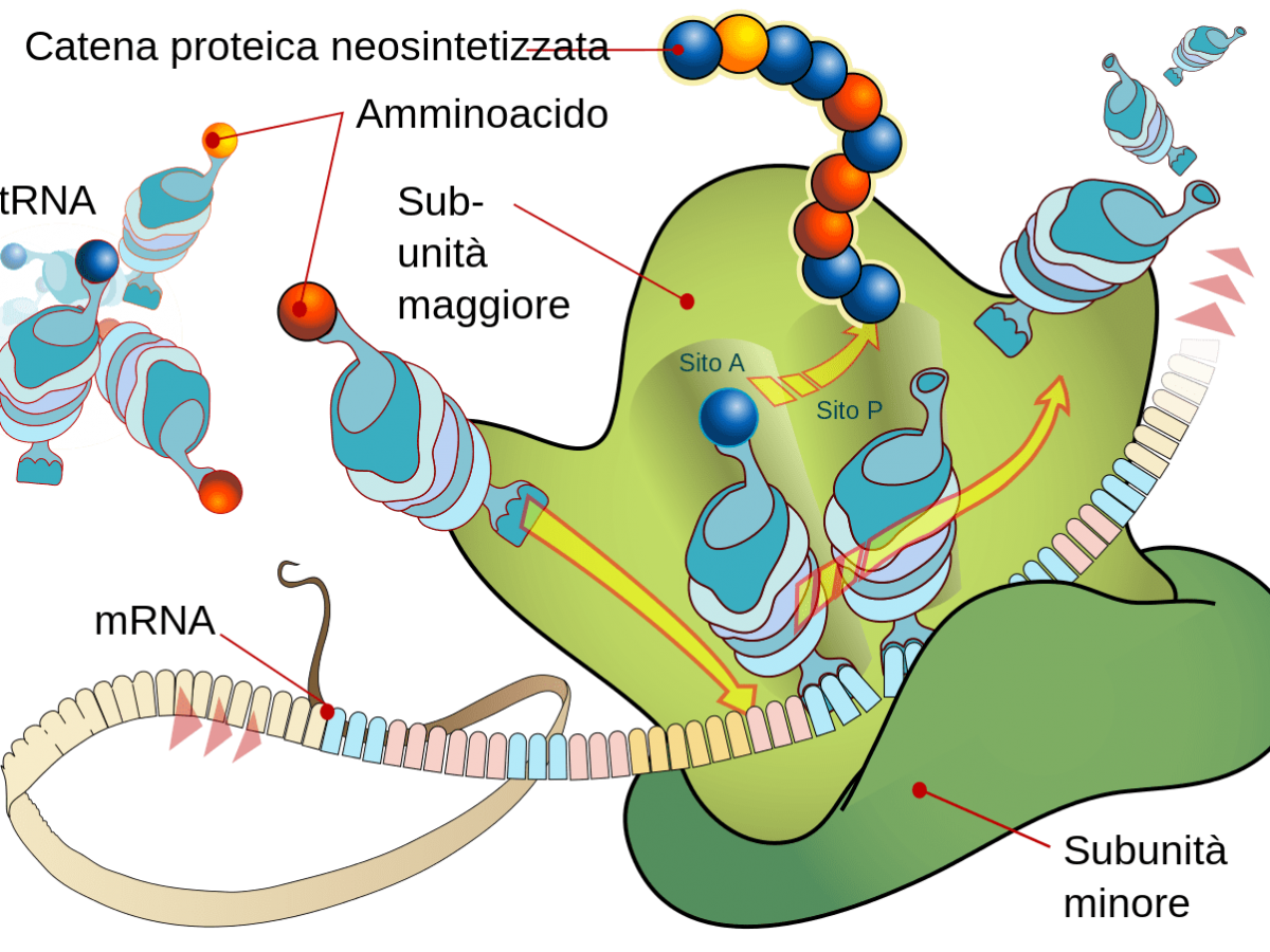 La sintesi proteica e le sue fasi