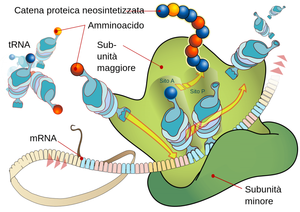 la sintesi proteica