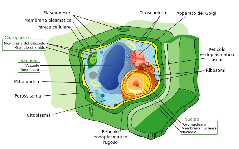 Cellule vegetali: la struttura fondamentale delle piante